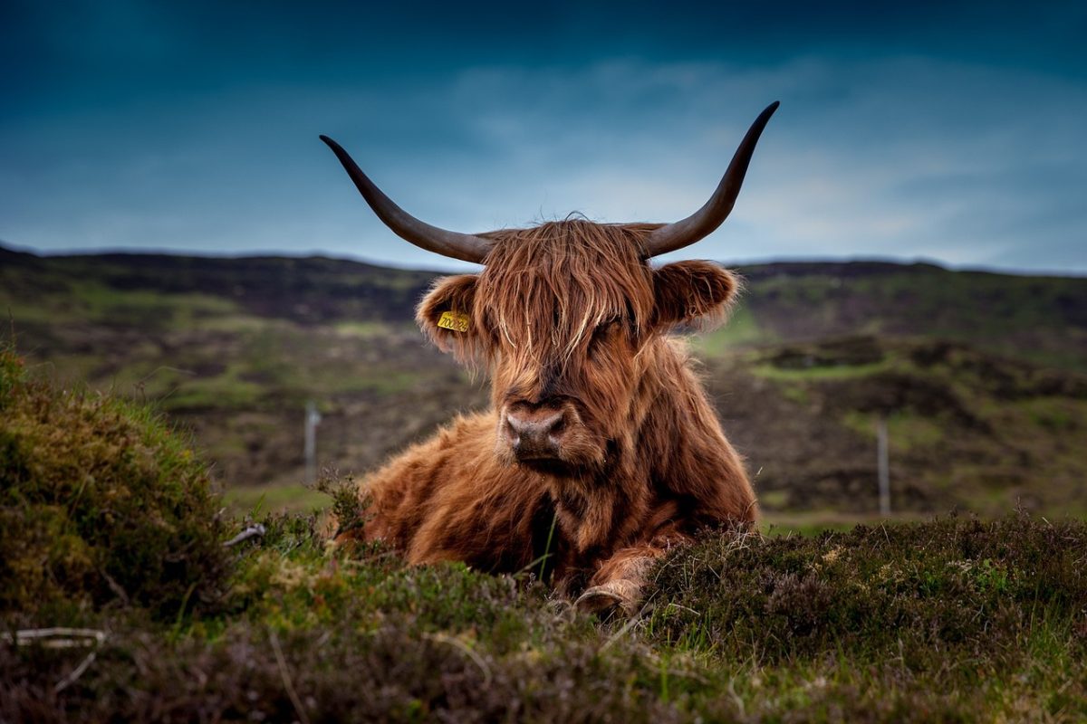 Ein majestätisches schottisches Hochlandrind, das auf grünen Weiden weidet